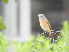 Phoenicurus phoenicurus