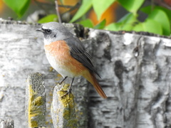 Phoenicurus phoenicurus