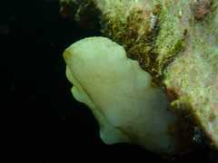 Phallusia mammillata