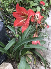 Hippeastrum vittatum
