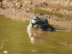 Motacilla alba