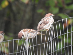 Passer montanus