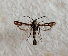 Dipchasphecia intermedia