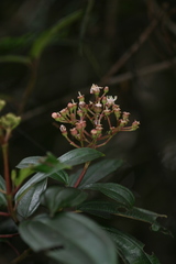 Miconia pycnoneura
