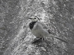 Motacilla alba