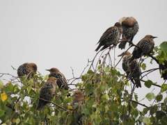 Sturnus vulgaris