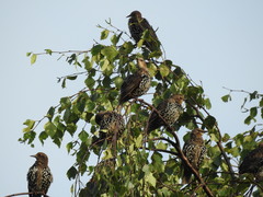 Sturnus vulgaris