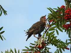 Sturnus vulgaris