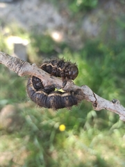 Heliconisa pagenstecheri