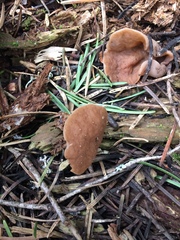 Gyromitra perlata