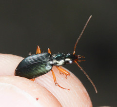 Agonum extensicolle