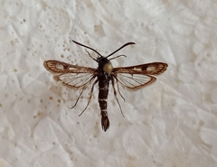 Dipchasphecia intermedia