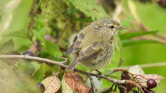 Phylloscopus collybita