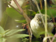 Phylloscopus collybita