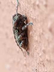 Stenidea annulicornis