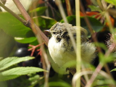 Phylloscopus collybita