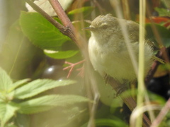 Phylloscopus collybita