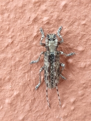 Stenidea annulicornis