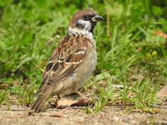 Passer montanus