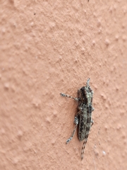 Stenidea annulicornis