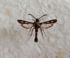 Dipchasphecia intermedia