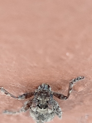 Stenidea annulicornis