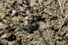 Gelastocoridae
