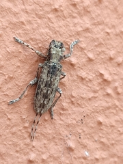 Stenidea annulicornis