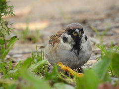 Passer montanus