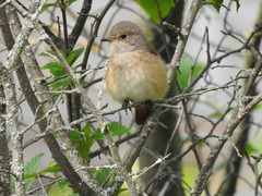 Phoenicurus phoenicurus