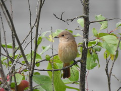 Phoenicurus phoenicurus