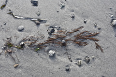 Desmarestia aculeata