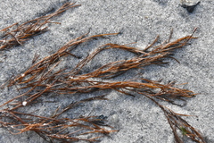 Desmarestia aculeata