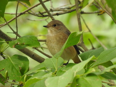 Phoenicurus phoenicurus