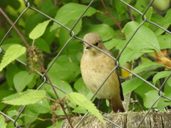 Phoenicurus phoenicurus