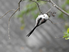 Aegithalos caudatus
