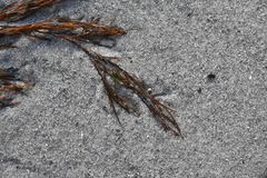 Desmarestia aculeata