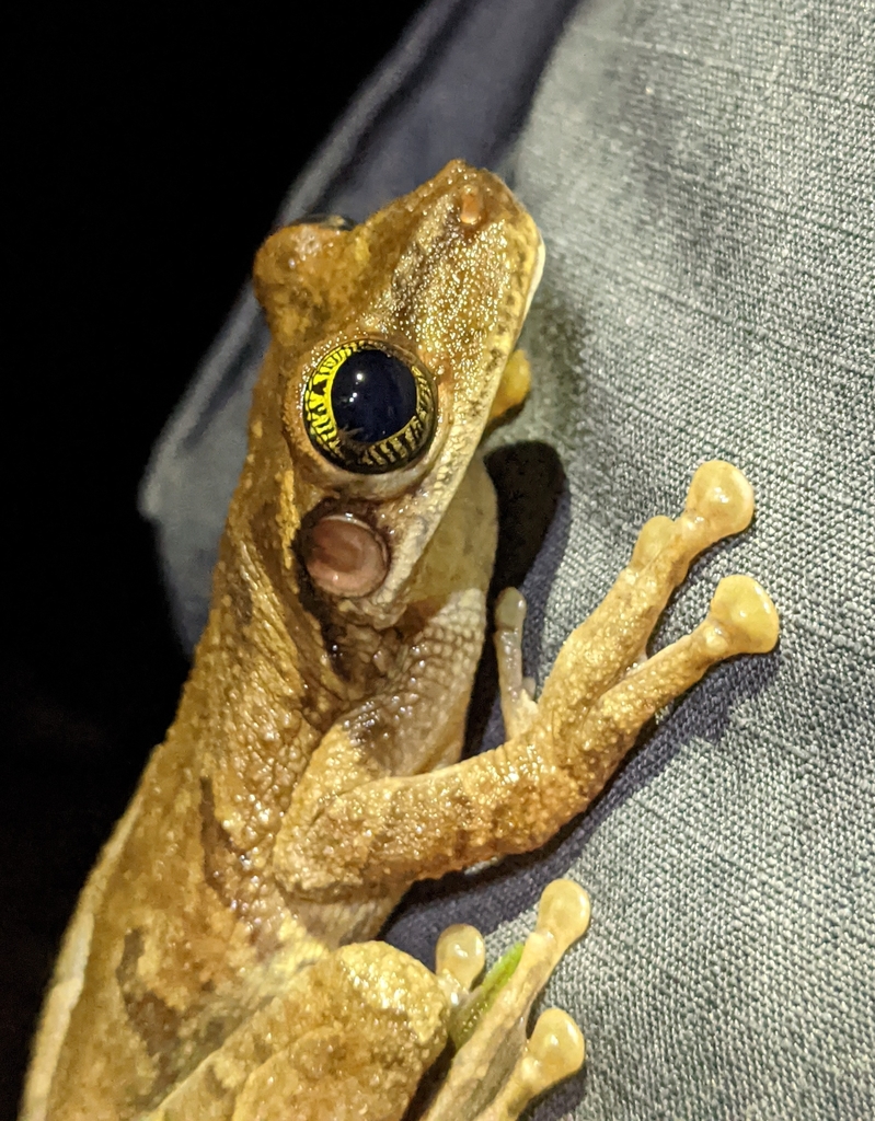 Manaus Slender-Legged Treefrog