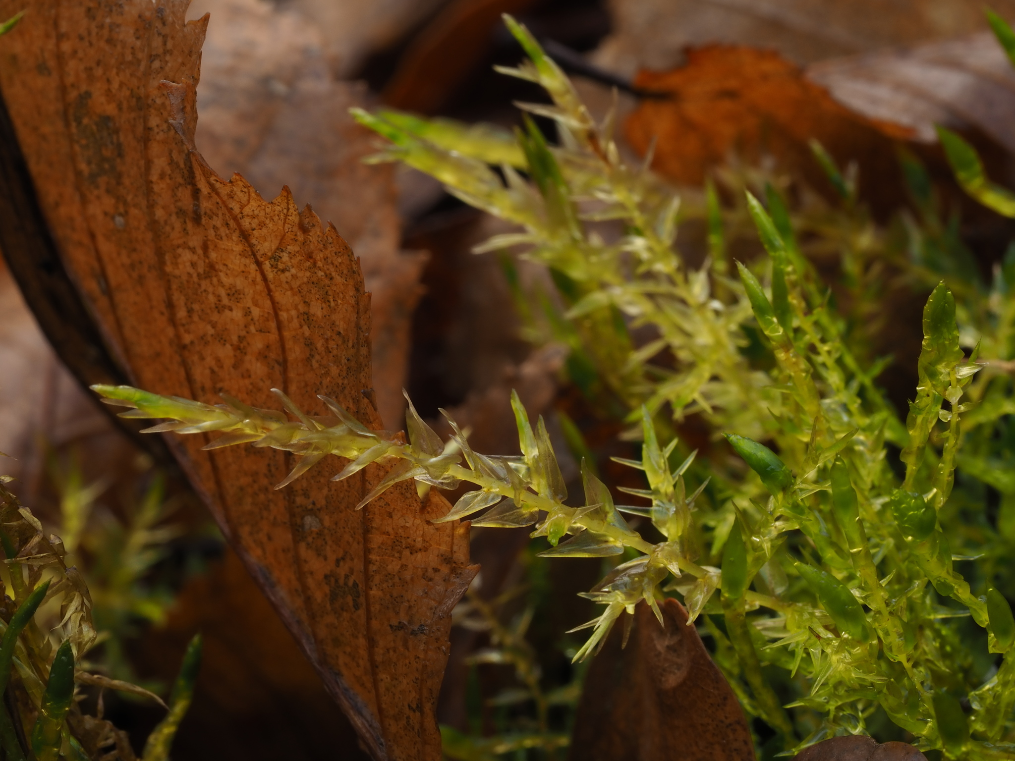Calliergonaceae