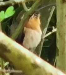 Phaethornis longuemareus