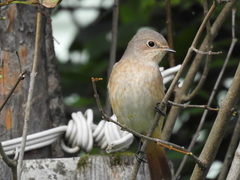 Phoenicurus phoenicurus