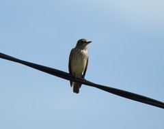 Muscicapa striata