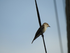 Muscicapa striata