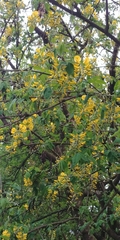 Laburnum
