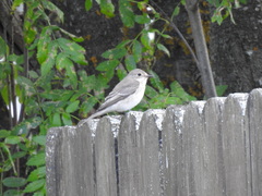 Muscicapa striata