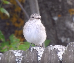 Muscicapa striata
