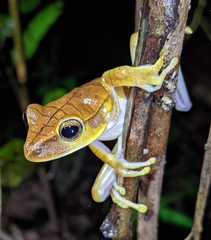 Boana multifasciata