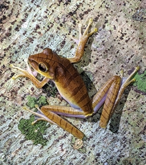 Boana multifasciata