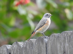 Phoenicurus phoenicurus