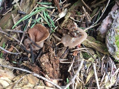Gyromitra perlata